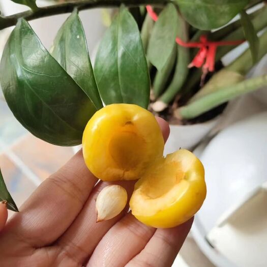 澄城县 珍珠油杏，4斤精装，