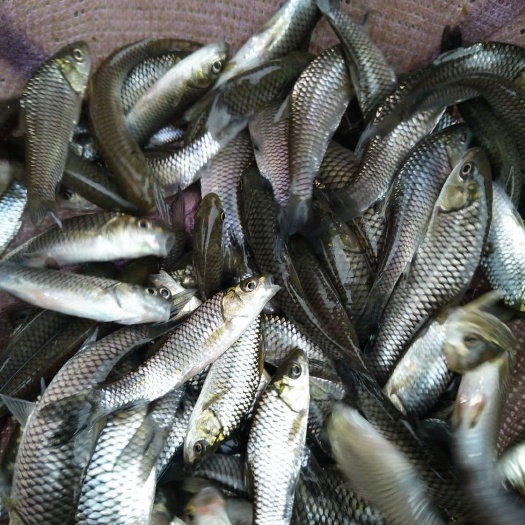 清波鱼鱼苗   【清波鱼苗，中华倒刺靶】免费检测水质，鱼塘规