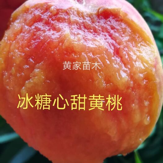当阳市 黄桃树苗，景绣黄桃，83黄桃，冰糖心黄桃