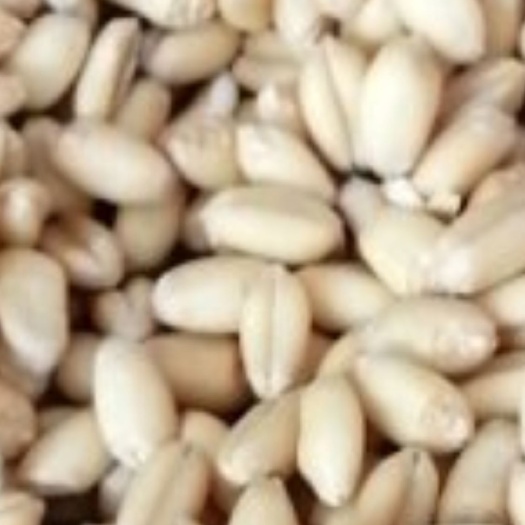 商水县 茅台酒专用小麦