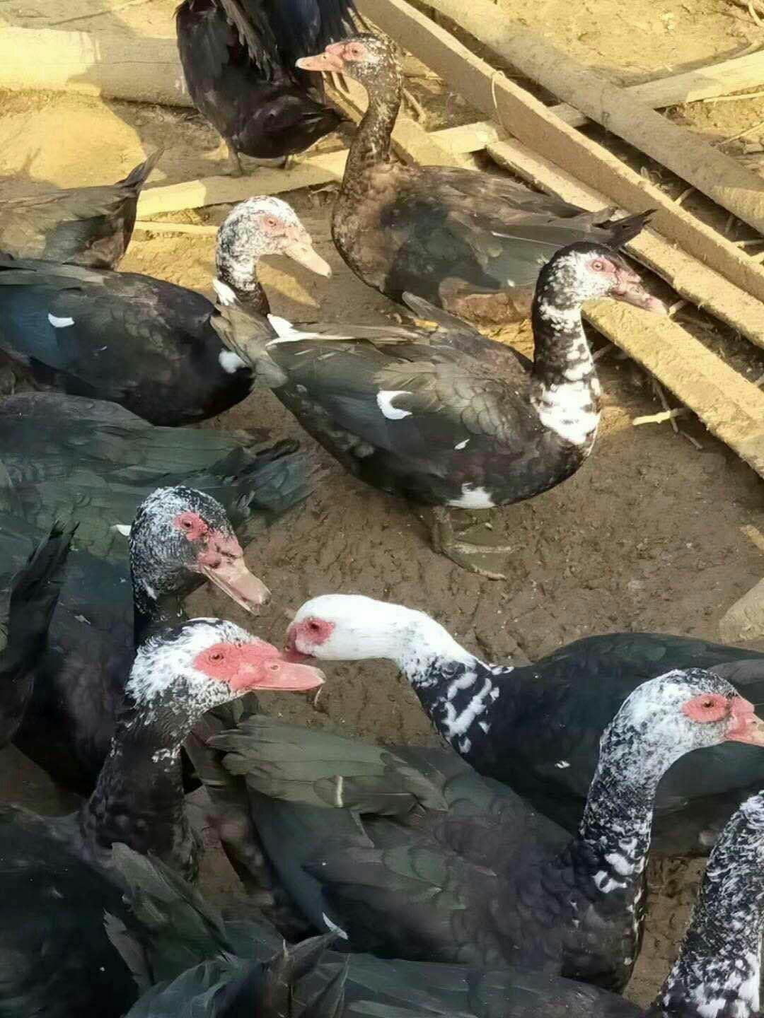  大种番鸭苗 黑番鸭 花番成品鸭可养到12斤 包疫苗 包路损