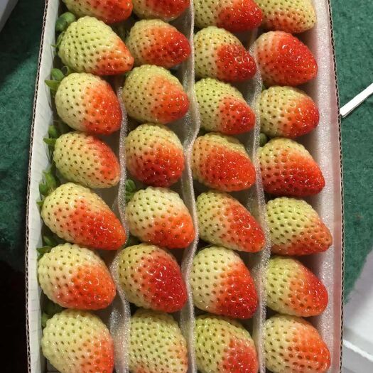 会泽县 夏秋草莓    品种蒙特瑞