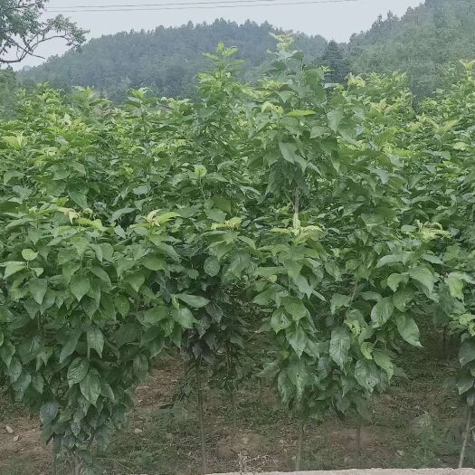 黔西市黑珍珠苗 一年至三年樱桃(黑珍珠)苗都有，正规企业，可签合同