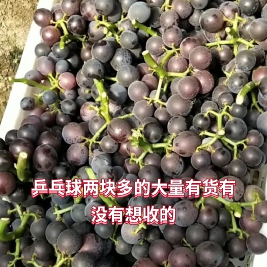 饶阳县巨峰葡萄 大量有货