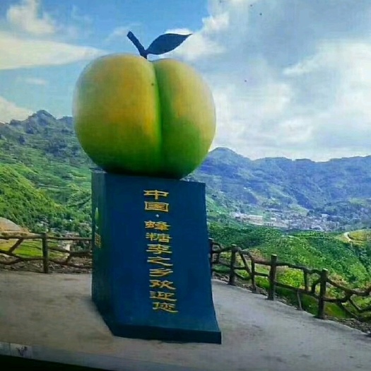 镇宁县 正宗六马蜂糖李