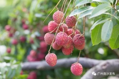 灵山县北园挂绿 荔枝苗 嫁接树苗 带土带叶和营养杯发货