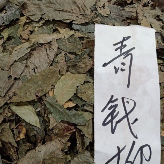 亳州青钱柳叶 青钱柳，来自深山里的中药材。