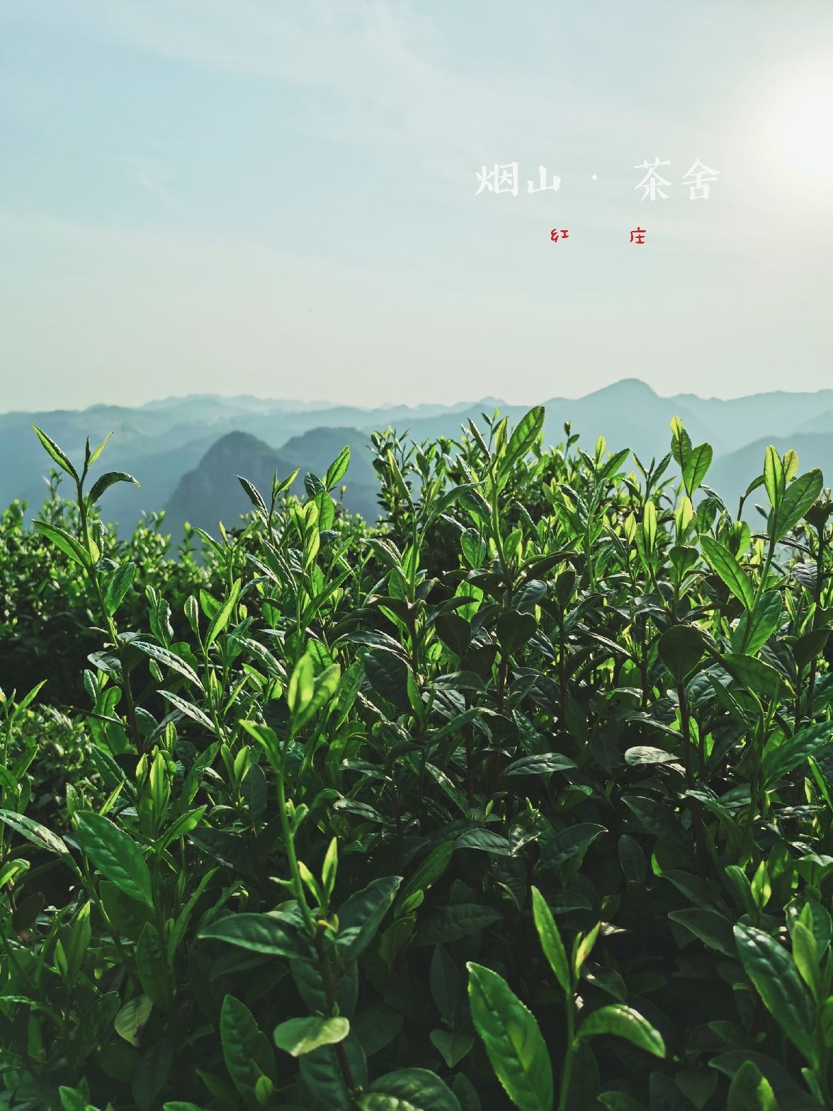 大佛龙井茶 茶叶|紫砂壶|茶器|崖柏等相关产品