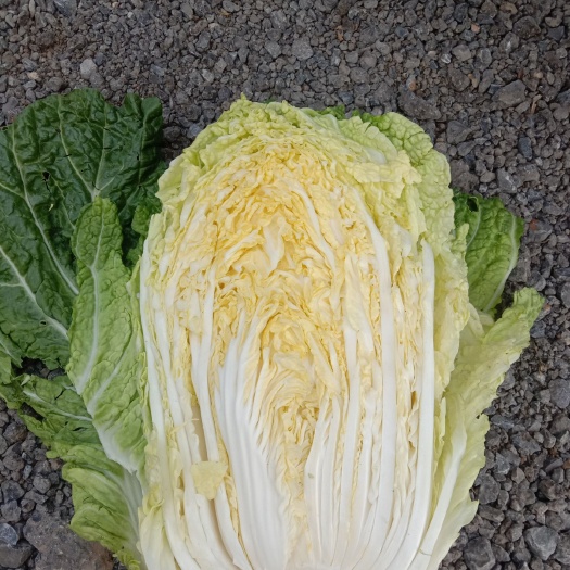 邯郸黄心大白菜  大白菜，质量好量大