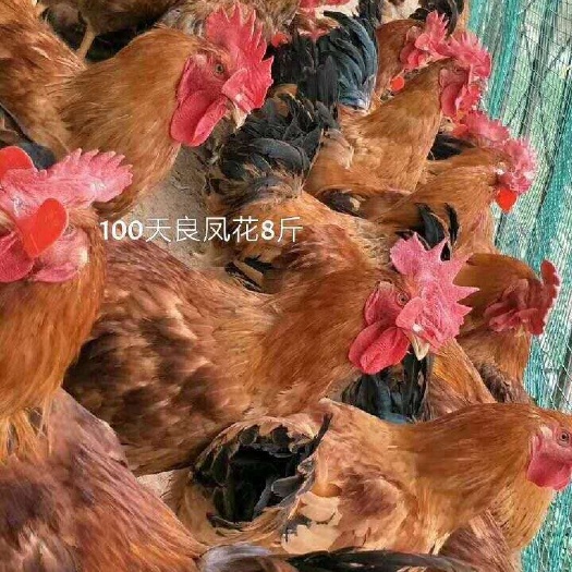 南宁良凤花鸡苗 良凤花
