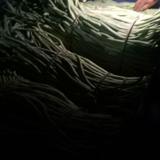 饶阳县豆角 40cm~70cm