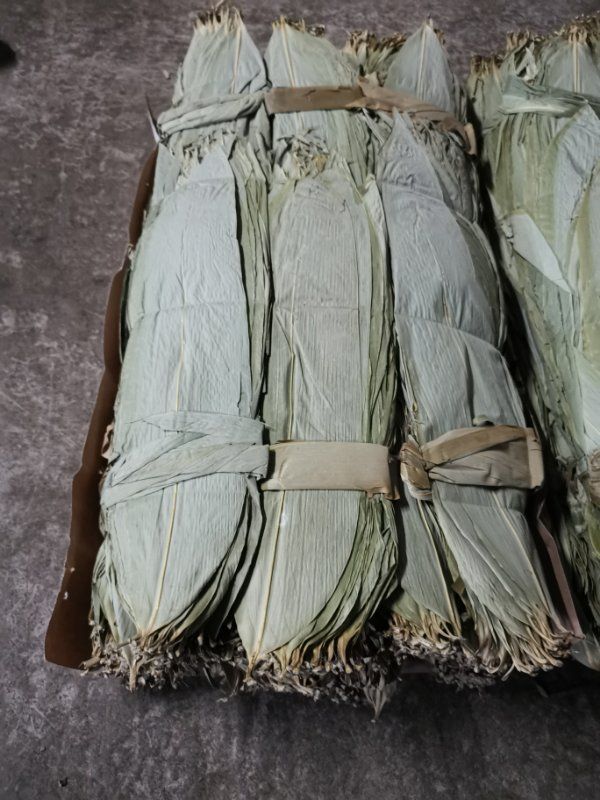 2026新货源头（箬叶）粽叶工厂/干叶/鲜叶/冷冻叶