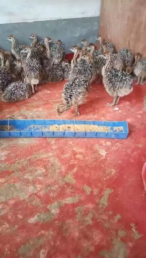  正在销售各种各样的鸵鸟苗鸡苗有想养殖的朋友联系我