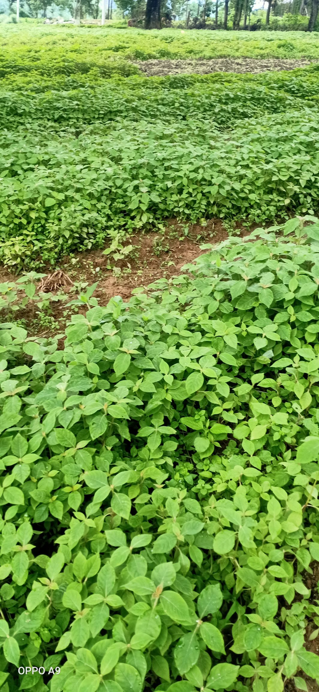 川牛膝  。干牛膝