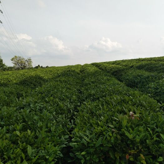 郎溪县大茶叶绿茶毛茶