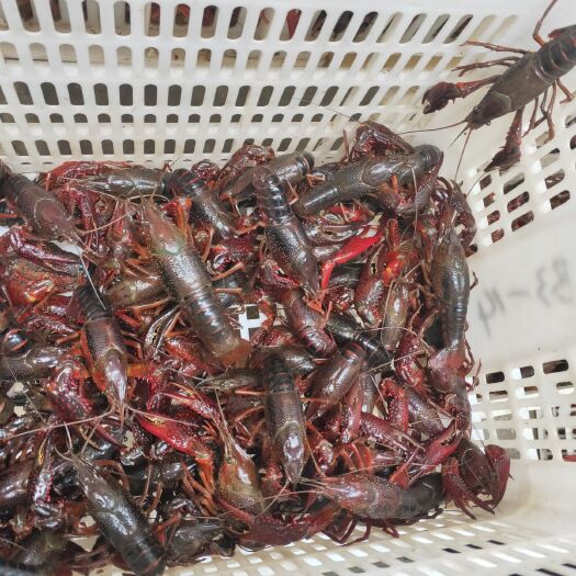 潜江市 青红虾