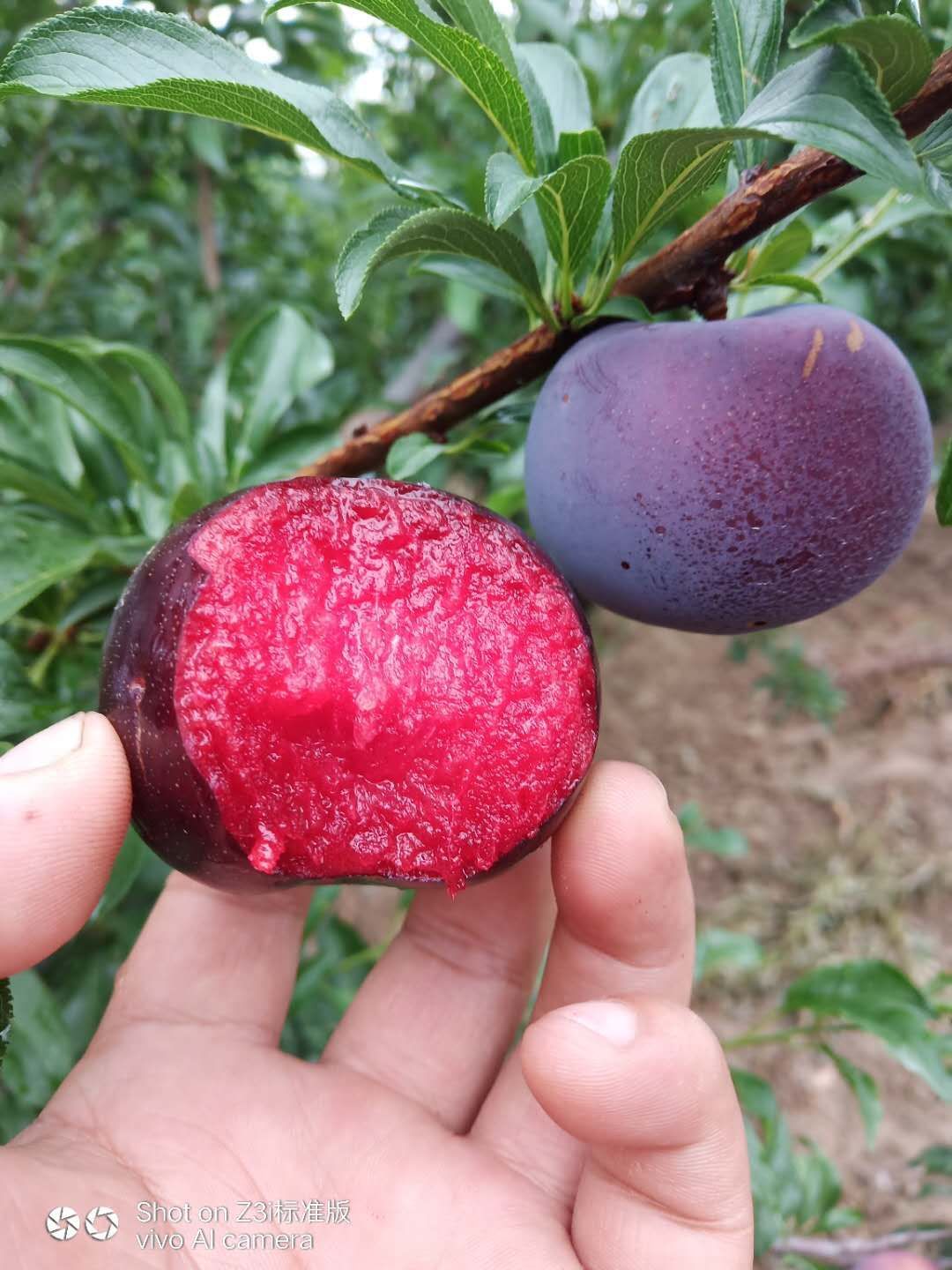 风味玫瑰李子品种介绍图片