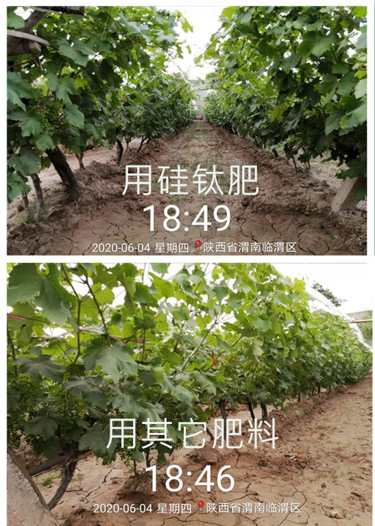 中量元素肥料 蔬菜水果玉米稻谷专用肥硅钛肥提**量提早成熟能喝的有机肥