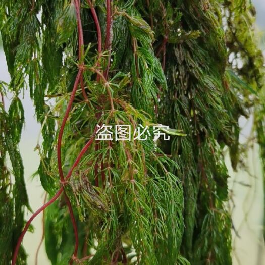 赤壁市 金鱼藻