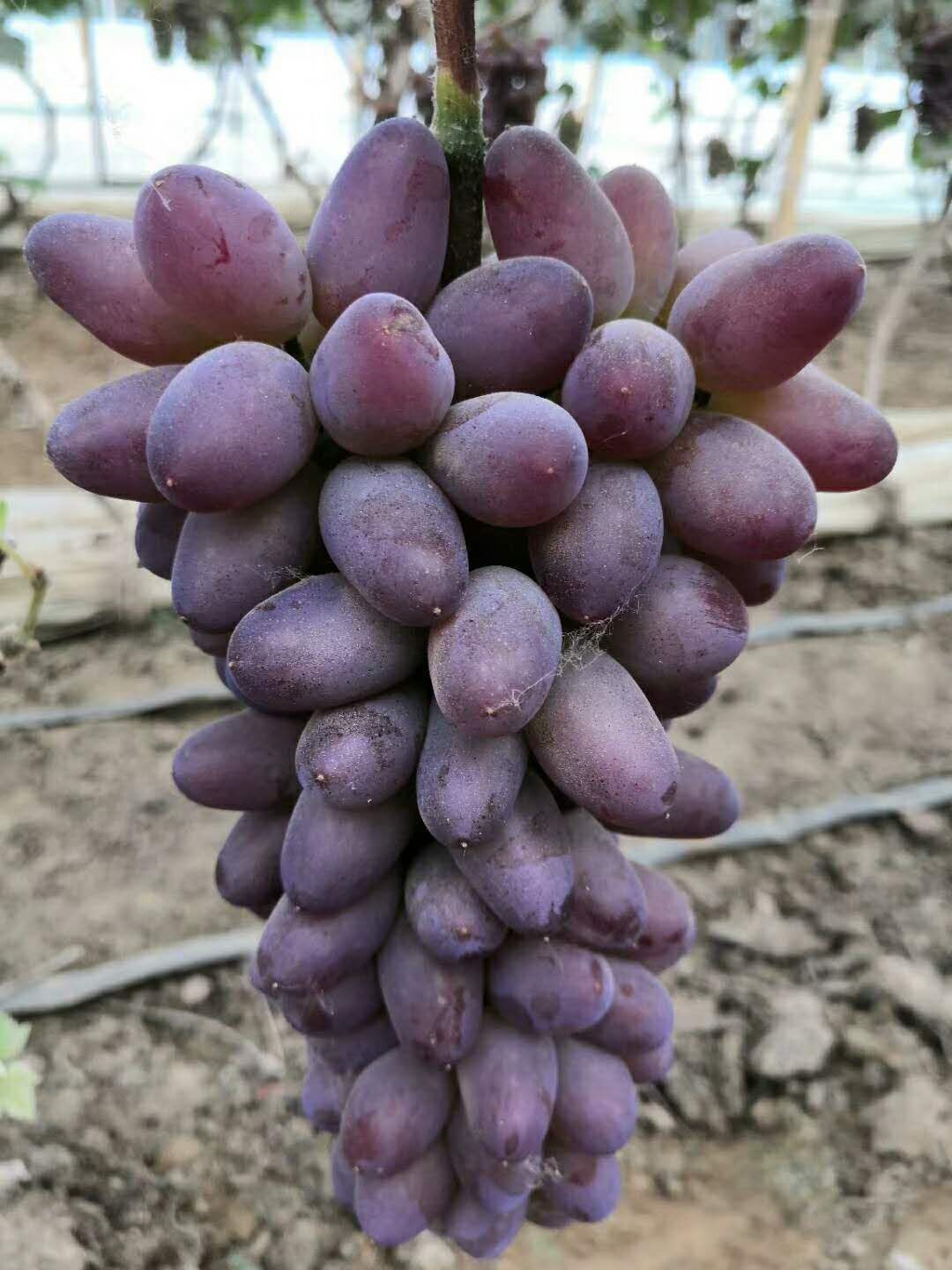  大量冷棚着色香葡萄上市