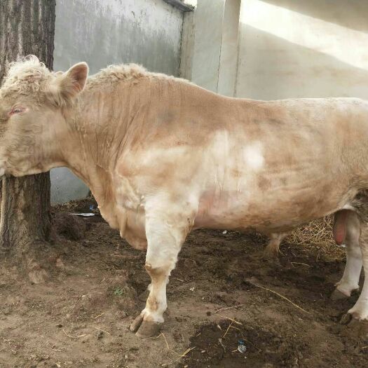 郓城县 肉牛，杂交牛，改良肉牛，三元杂交牛，安格斯牛