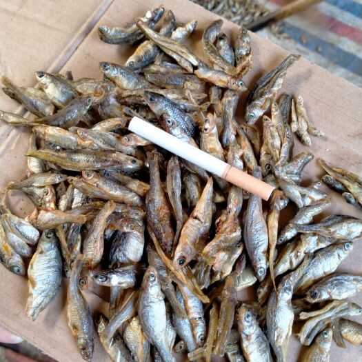 岳阳小麦穗鱼干 麦穗鱼，烤虾一手货源