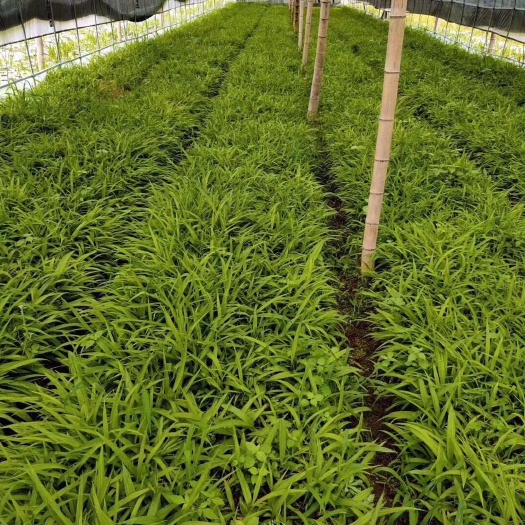 东至县安徽石菖蒲种苗，大别山宽叶石菖蒲苗，视频看货