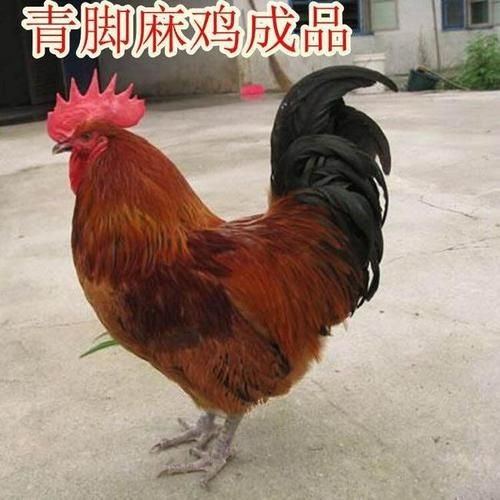 南宁 大种青脚麻鸡苗  青脚土鸡苗