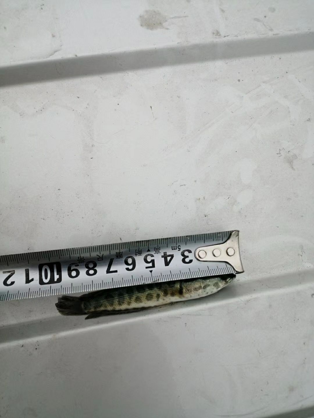 黑鱼苗 十公分规格苗大量出货中