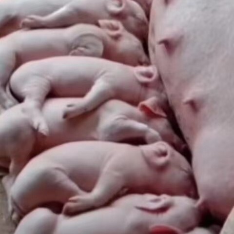 沭阳县杂交猪  二元后备母猪  适合全国各地养殖。发家致富