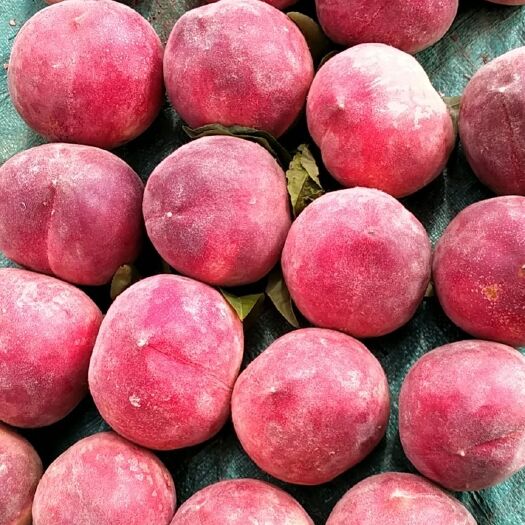 宜城市雪桃  精品毛桃红不软果大肉甜夏天必备欢迎客商过来采购