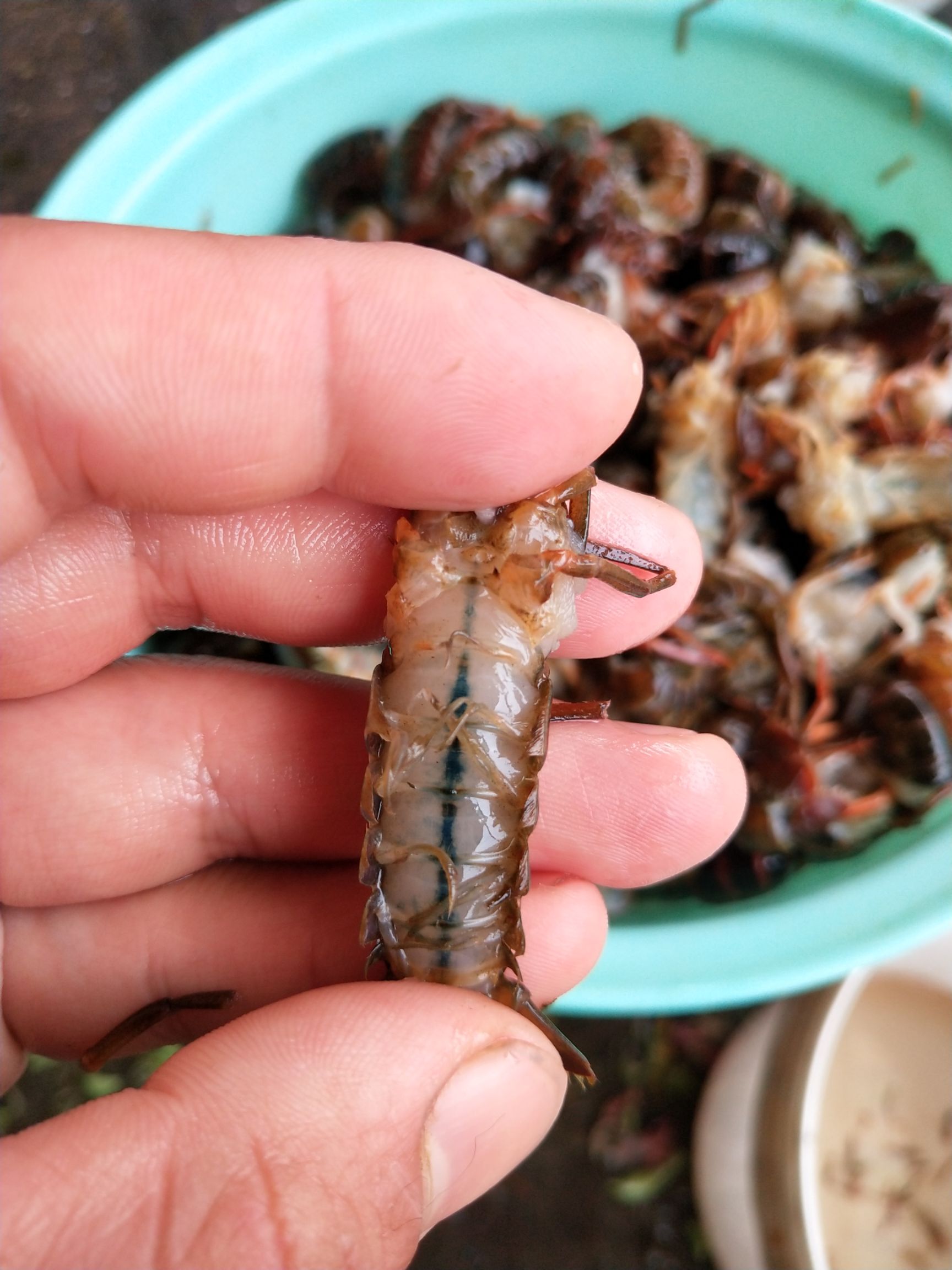 龙虾尾 虾球优惠 虾尾优惠 10/斤
