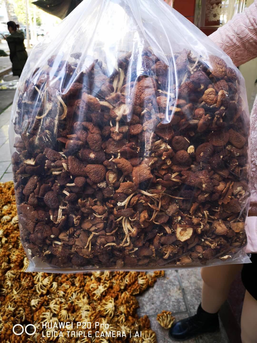  5号茶树菇干货未开伞无根农家自产10斤起批