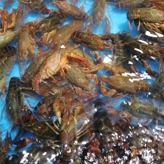 杭州兴化小龙虾 江苏精品湖虾