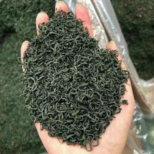 贵定县茶青 高山云雾鸟王茶