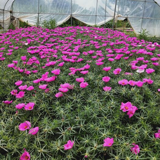 长沙县草花 太阳花