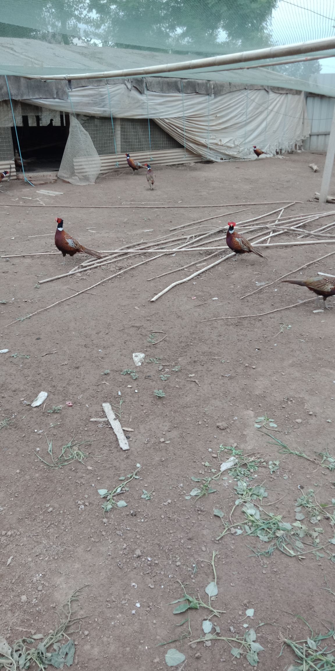 七彩山鸡3斤左右，快递包邮包邮一手货源没有中间商差价