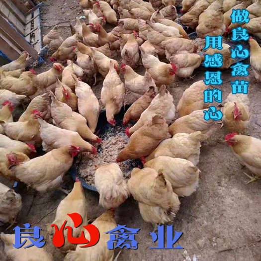 衡阳黄土鸡苗厂家直卖三黄土鸡苗山地放养高脚土鸡另有青脚土鸡苗