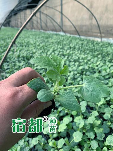 早佳8424西瓜苗  早佳8424嫁接西瓜苗，新一代8424西瓜苗【宿都种苗】