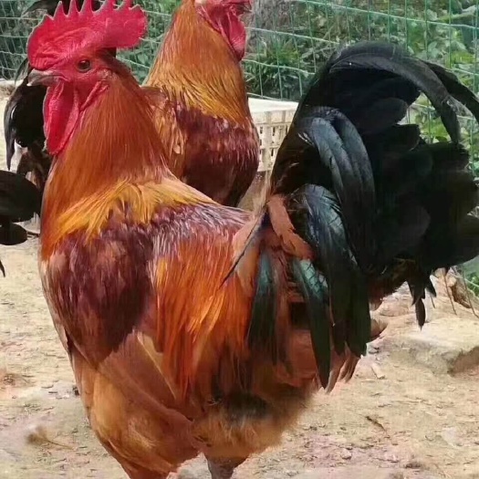 额尔古纳清远麻鸡苗 各种鸡鸭鹅雏