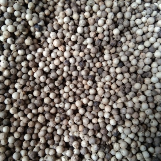 文昌市 海南胡椒季节已到，摘下经过人工清洗后的成品。