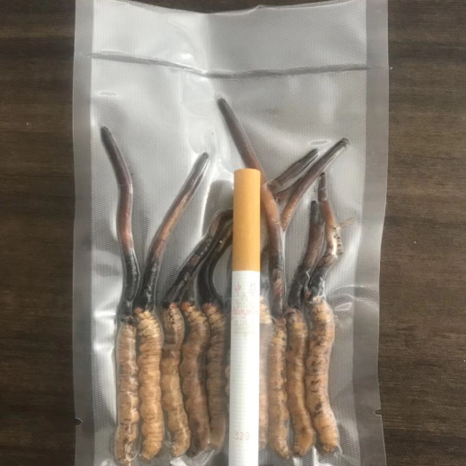 杭州 新鲜虫草