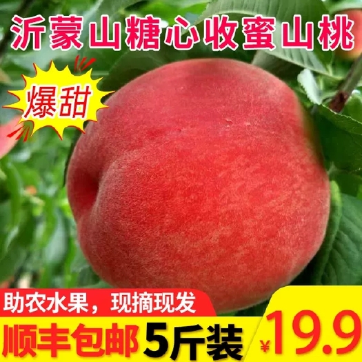 费县 新鲜水蜜桃3/5/10斤脆甜大毛桃现摘桃子应季水果孕妇