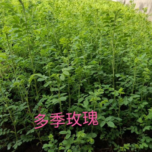 多季刺玫 四季玫瑰容器苗 耐寒花灌木杯苗 反季节栽植 实地看
