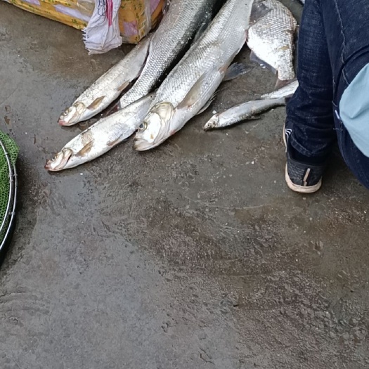 资兴市翘嘴红鲌 网箱翘嘴白鱼
