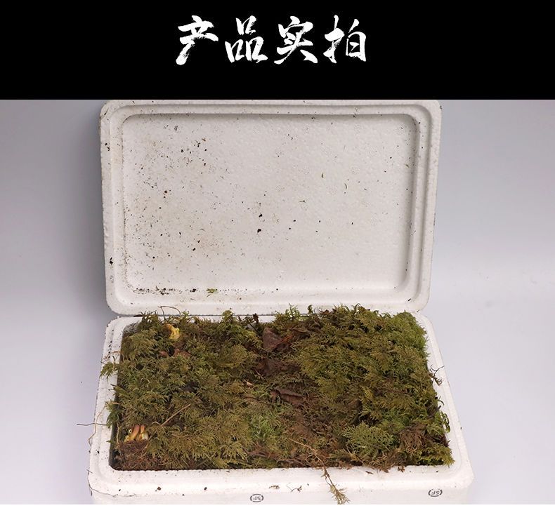  长白山特大鲜人参 半斤装/一斤装 现挖带土鲜人参 泡酒