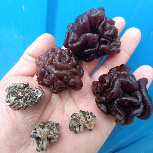猴脑菌批发零售，松花菌整个用，核桃菌预制菜加工，玛卡菌玛咖菌