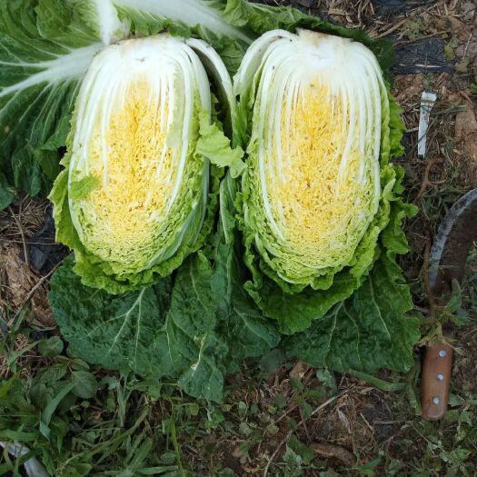 张北县黄心大白菜  玲珑黄大白莱