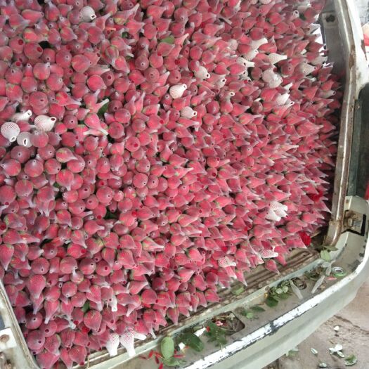 临沭县 基地直供非洲菊，玫瑰鲜切花。