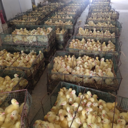 原阳县白鹅苗  纯三花鹅苗10快一只，提前预订上鹅蛋三百公里以内管送